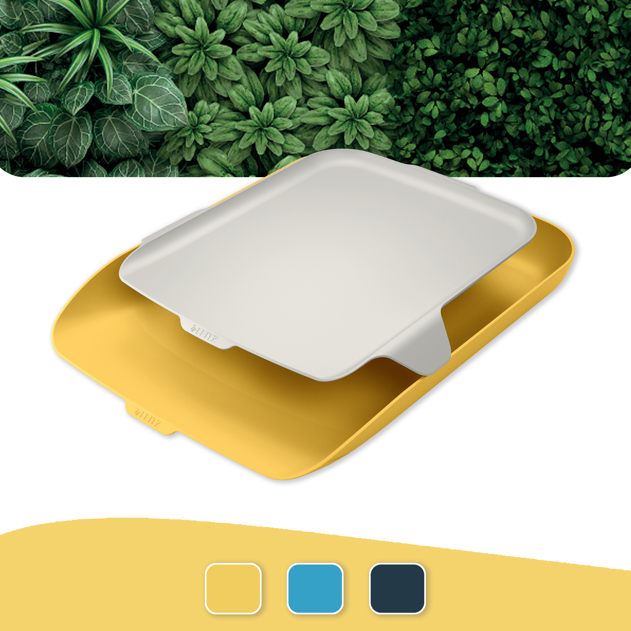 autograf